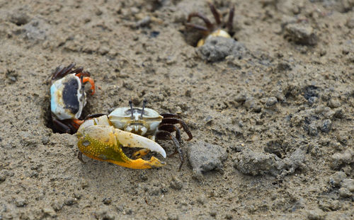 Close-up of crab