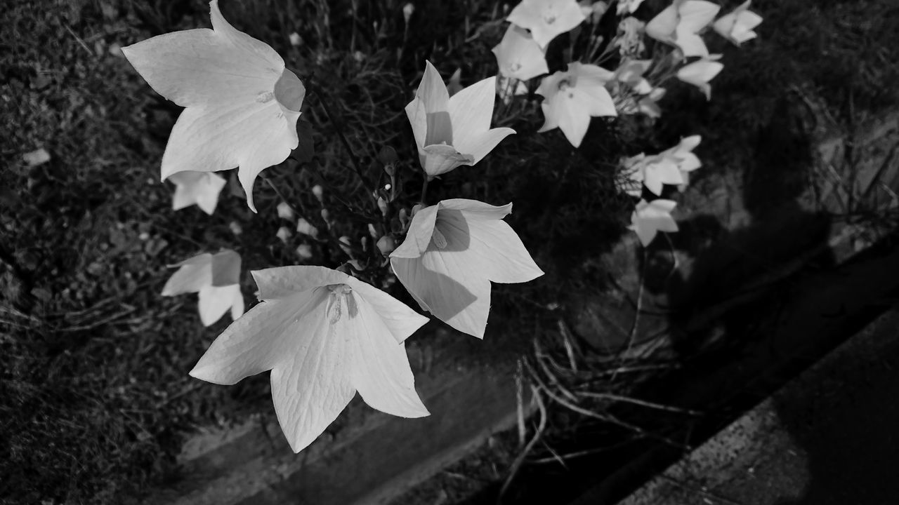 beauty in nature, plant, close-up, growth, fragility, vulnerability, petal, no people, flowering plant, nature, freshness, flower, focus on foreground, day, flower head, inflorescence, white color, selective focus, land, plant part, outdoors