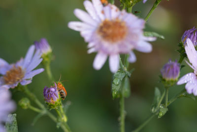 Close-up of bee pollinating on purple flower