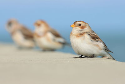 Close-up of bird perching on a wall