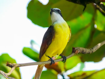 Low angle view of bird perching on branch