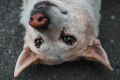 Close-up portrait of dog