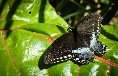 Close-up of butterfly on leaf