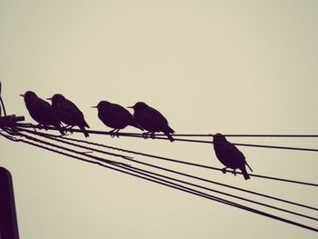 Low angle view of birds perching on roof against clear sky