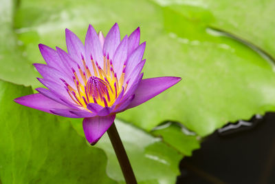 Close-up of purple lotus water lily in pond