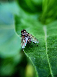 Close-up of fly on leaf