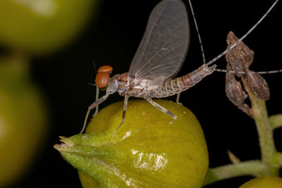 Close-up of butterfly on fruit