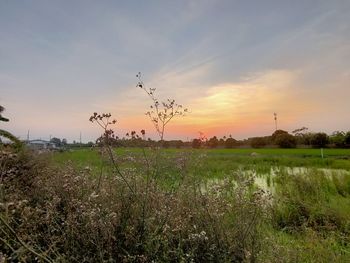 Scenic view of field against sky during sunset