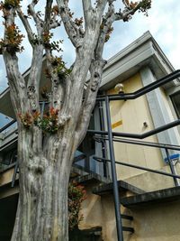 Low angle view of tree against house