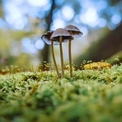 Close-up of mushroom growing on field