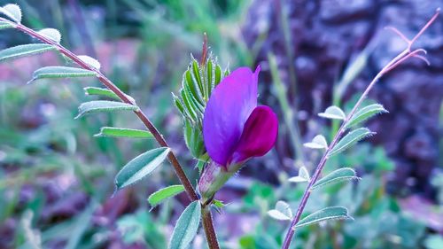 Close-up of purple flowering plant