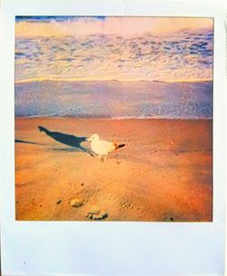 View of birds on beach