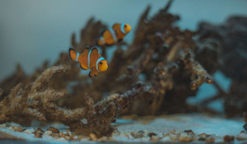 Close-up of fish swimming in sea