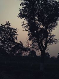 Silhouette trees in forest against sky at sunset