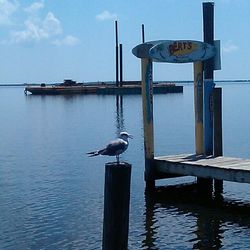 Seagull perching on wooden post