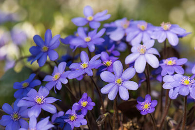 Close-up of purple flowering plants