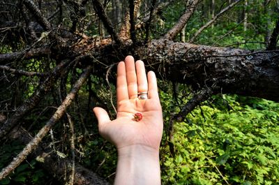 Cropped hand holding strawberry against trees
