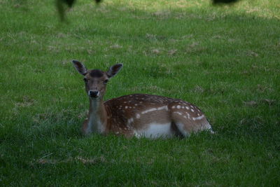 Portrait of deer on field