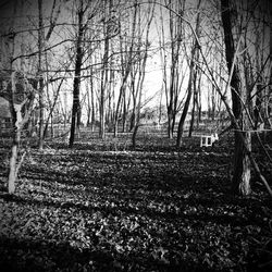 Bare trees in forest