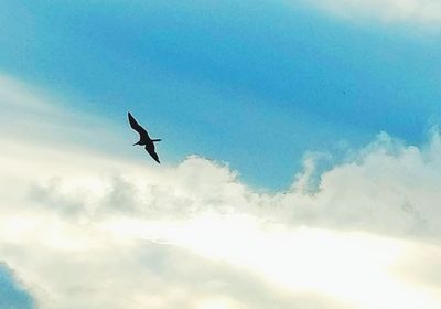 Low angle view of bird flying against sky