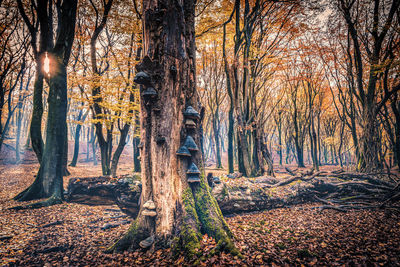 Trees in forest during autumn