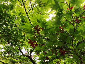 Full frame shot of tree