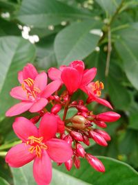 Close-up of pink flowers