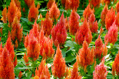 Close-up of red flowering plants