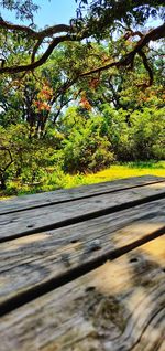 Surface level of road amidst trees in forest