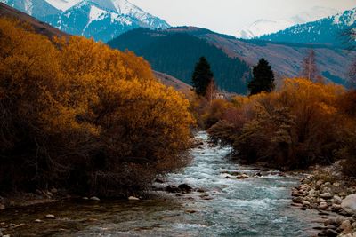 Scenic view of stream flowing amidst trees during autumn