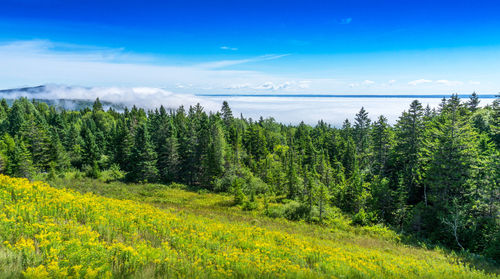 Scenic view of pine trees against sky