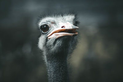 Ostrich head with white feathers