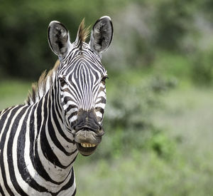 Close-up of a zebra