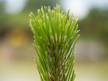 Close-up of pine tree