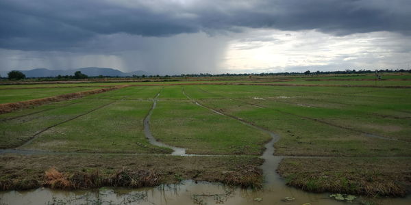 Scenic view of agricultural field against sky