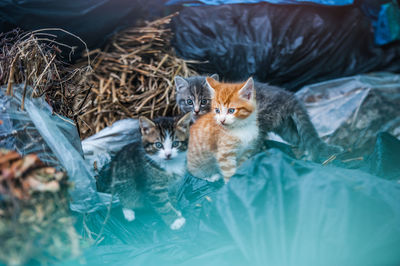 Close-up of kittens