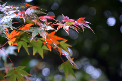 Close-up of maple leaves