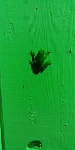 Close-up of insect on wall