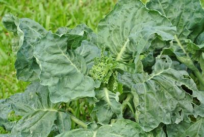 Close-up of fresh green leaves on field