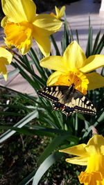 Close-up of yellow daffodil flowers