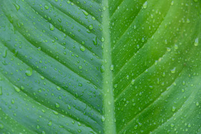 Full frame shot of wet leaf