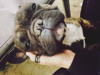 Close-up of hand holding dog