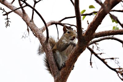 Low angle view of squirrel on tree