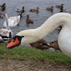 Close-up of swan on lake