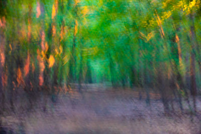Defocused image of trees in forest