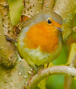 Close-up of bird perching on tree