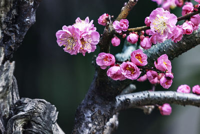 Low angle view of plum blossoms