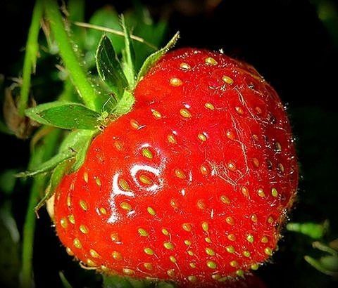 red, freshness, close-up, growth, drop, focus on foreground, plant, leaf, beauty in nature, nature, wet, selective focus, fragility, strawberry, fruit, growing, vibrant color, food and drink, no people, green color