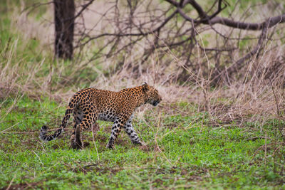 A leopard roaming around