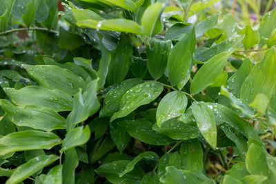 Close-up of wet plant leaves during rainy season